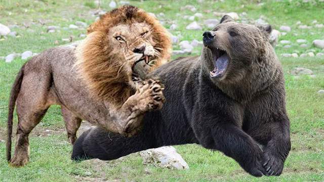 灰熊vs非洲雄狮