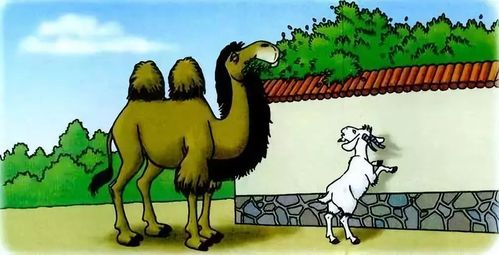 苏联vs德国骆驼的故事的相关图片